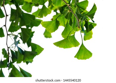 Ginkgo biloba tree with green leaves isolated on white background. 