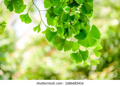 Ginkgo Biloba Tree Leaves Close Up Photo