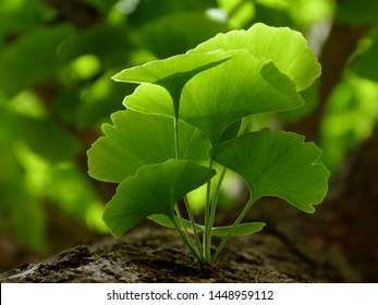 Ginkgo Biloba tree leaves in closeup. bright green ginko leaf macro. natural supplement. herbal and natural medicine. homoeopathy and immune system enhancement. soft blurred background. maidenhair tea