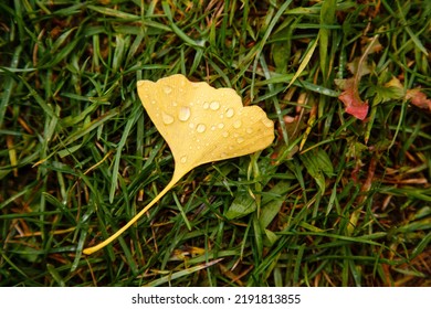 Ginkgo Biloba Yellow Leaf On Grass Background. Yellow Foliage. Beautiful Autumn Tree Crown On White Background. Autumn Cloudy Day. Fall Sky. October Nature Landscape. 