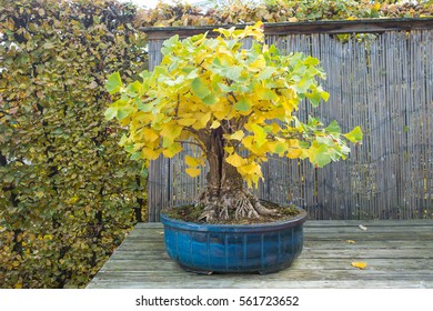 Ginkgo Bonsai (Ginkgo Biloba)