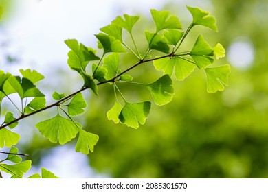Ginkgo ( lat.  Ginkgo ) is a genus of deciduous gymnosperms relict plants of the Ginkgo class. Ginkgo is a medicinal plant used in medicine