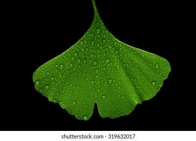 Ginkgo leaf - Powered by Shutterstock