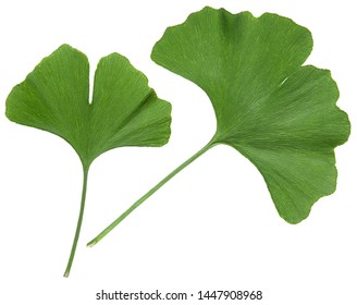 Ginkgo leaf isolated. Gingko tree plant green leaves isolated on white background, close-up
