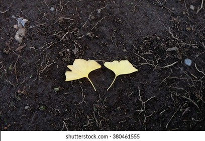 Ginkgo Leaf on the ground of black soil