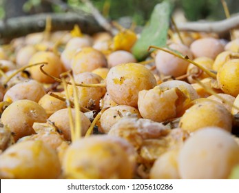 Ginkgo nuts in Japan - Shutterstock ID 1205610286