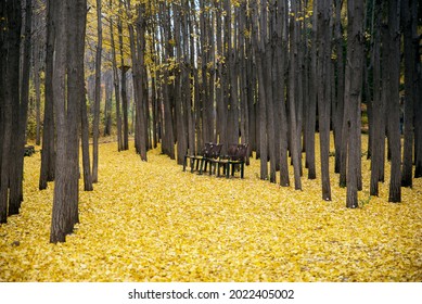 Ginkgo At Seoul Forest In Korea