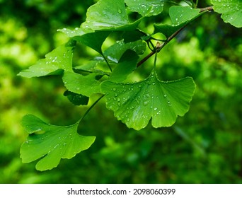 Ginkgo tree (Ginkgo biloba) or gingko with brightly green new leaves after rain against background of blurry foliage. Selective close-up. Fresh wallpaper nature concept. Place for your text