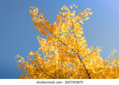 ginkgo tree branches with yellow leaves in autumn, bright blue sky on a clear autumn day, autumn landscape