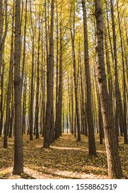 Ginkgo Tree Forest In Dory Village