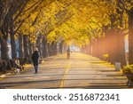 Ginkgo tree tunnel in the early morning of autumn near Asan, South Korea.