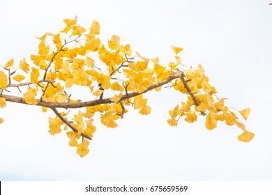 Ginkgo Trees In Autumn In Tokyo Japan