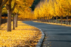 Ginkgo Trees Line The Road To A Winery In Napa Valley