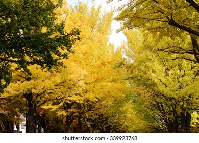 Ginko In Hokkaido University