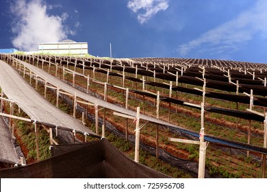 Ginseng Farm