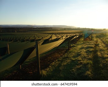 Ginseng Farm - Field / Sunrise