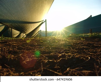 Ginseng Farm - Field / Sunrise