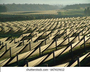 Ginseng Farm - Field / Sunrise