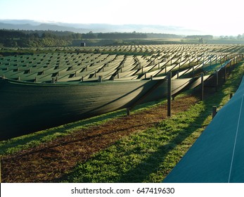 Ginseng Farm - Field / Sunrise