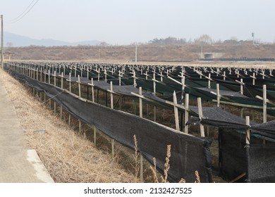 Ginseng Farm At Korea In November