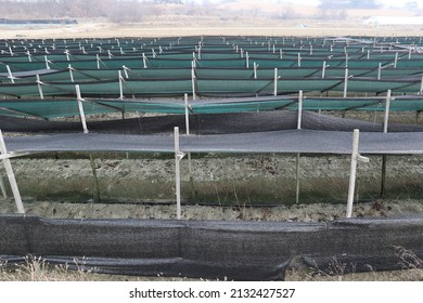 Ginseng Farm At Korea In November