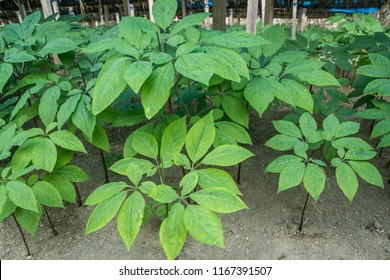 Ginseng Farm In North Korea 