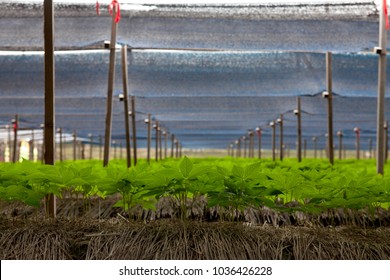 Ginseng Farm In South Korea