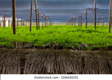 Ginseng Farm In South Korea