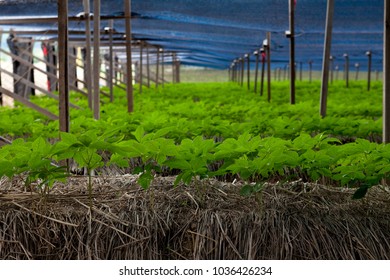 Ginseng Farm In South Korea