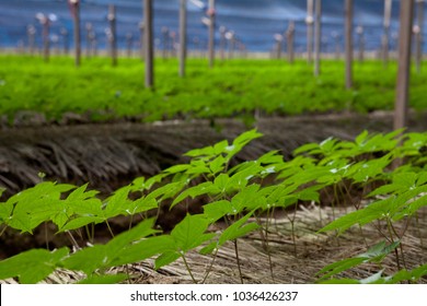 Ginseng Farm In South Korea