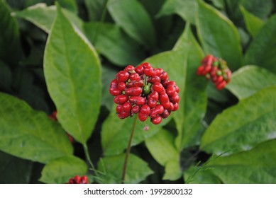 Ginseng Flower At The Ginseng Farm