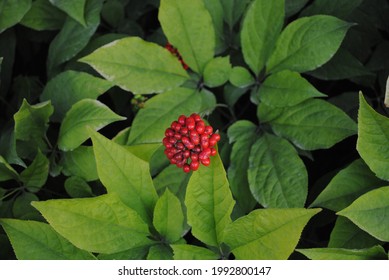 Ginseng Flower At The Ginseng Farm