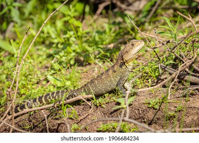 126 Gippsland Water Dragon Images, Stock Photos & Vectors | Shutterstock