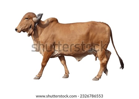 Gir Cow | Desi Cow | Asian Cow | Dairy