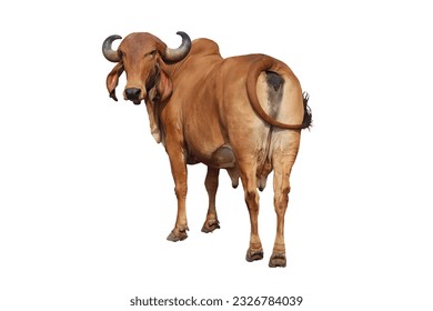 Gir Cow | Indian Cow | Desi Cow