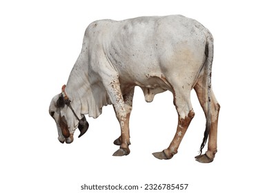 Gir Cow | Indian cow | Desi Cow | Asian Cow
