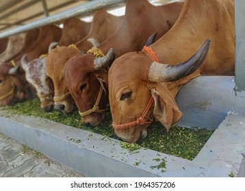 Gir cows feeding green grass in a dairy farm in India. This desi breed of cattle is gaining popularity in India due to demand in A2 milk . Group of Indian cows in farm. Selective focus.