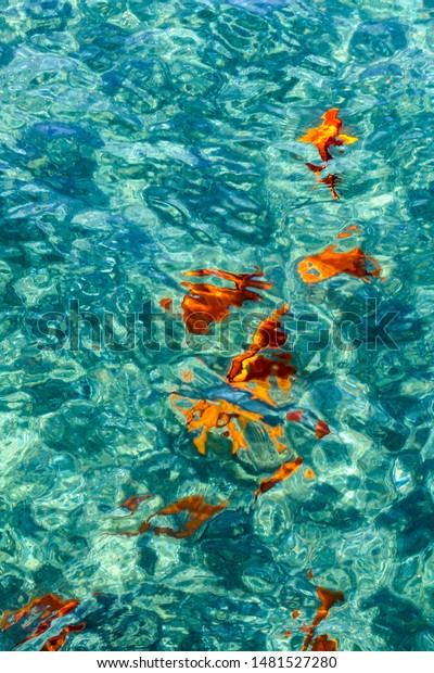 Girabaldi Fish Crystal Clear Waters Off Stock Photo Edit Now