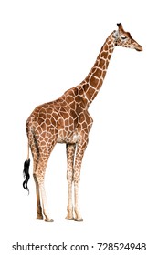 Giraffa Camelopardalis Isolated On White Background