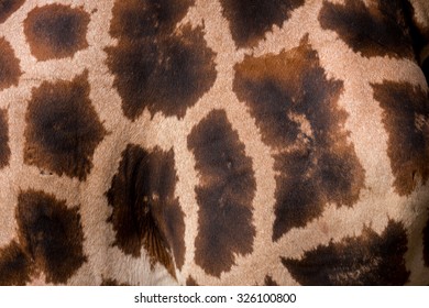 Giraffa texture for background or backdrop. Giraffa camelopardalis reticulata