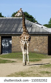 giraffe