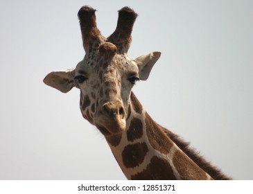 giraffe