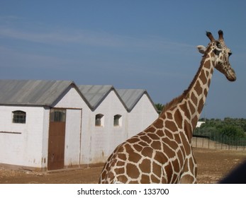 Giraffe