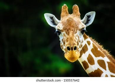 The giraffe - Shutterstock ID 150557642