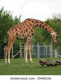 Giraffe