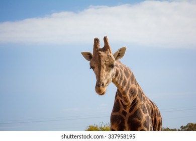 Giraffe