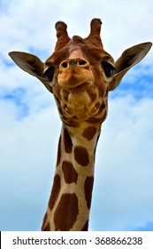 Funny Animal Face Images Stock Photos Vectors Shutterstock