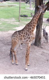 giraffe