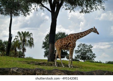 Giraffe 