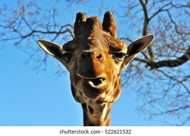 Giraffe